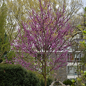Plant Photo 1