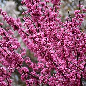 Plant Photo 5