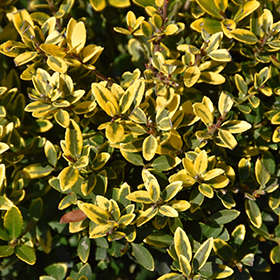 Plant Photo 4