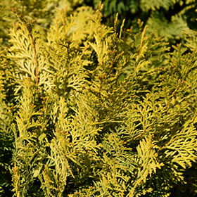 Plant Photo 6