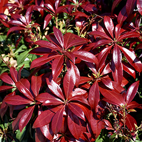 Plant Photo 8