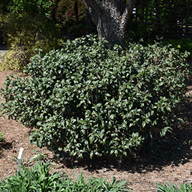 Plant Photo 6