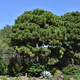 Plant Photo 7