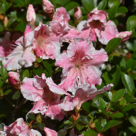 Plant Photo 9
