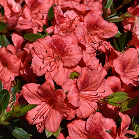Plant Photo 8