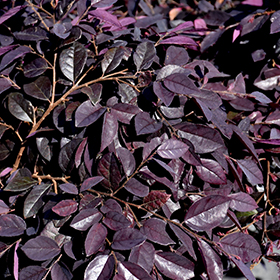 Plant Photo 10