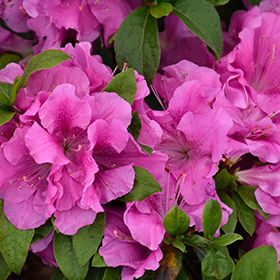 Plant Photo 8