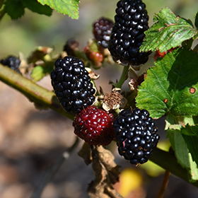 Plant Photo 10