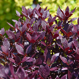 Plant Photo 3