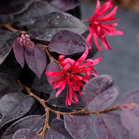 Plant Photo 4
