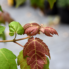 Plant Photo 8