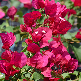 Plant Photo 6