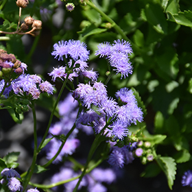 Plant Photo 4