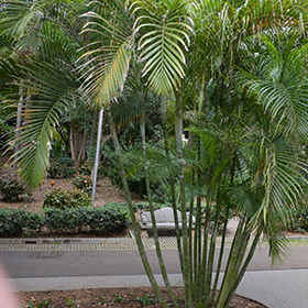 Plant Photo 4