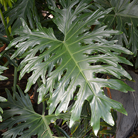 Plant Photo 6
