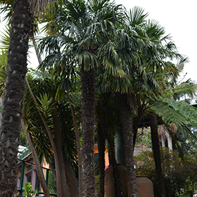 Plant Photo 1