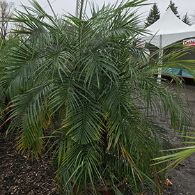 Plant Photo 3