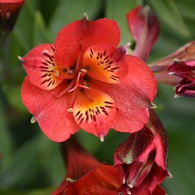 Plant Photo 6