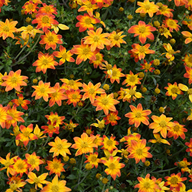 Plant Photo 3