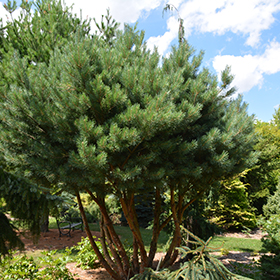 Plant Photo 10