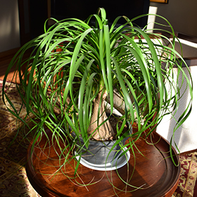 Plant Photo 9