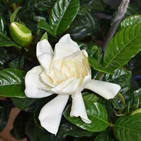 Plant Photo 6