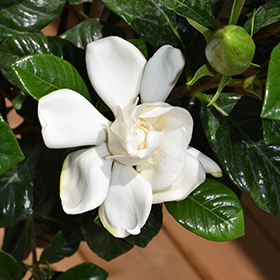 Plant Photo 10