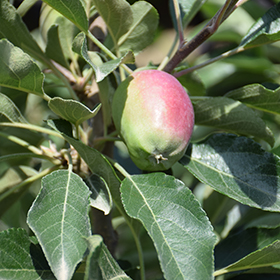 Plant Photo 1