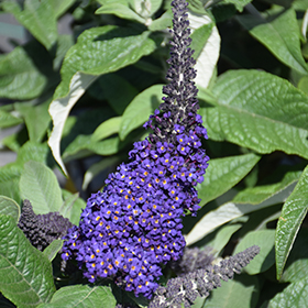 Plant Photo 1