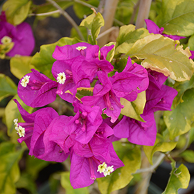 Plant Photo 9