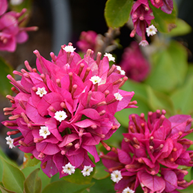 Plant Photo 7