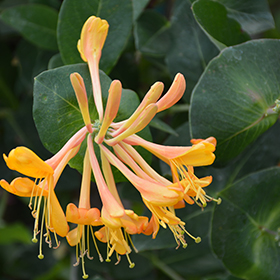 Plant Photo 8