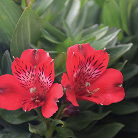 Plant Photo 7