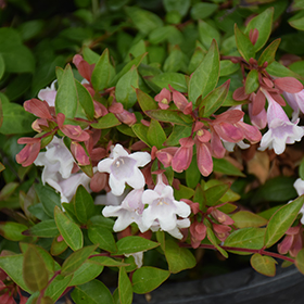 Plant Photo 3