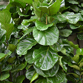 Plant Photo 3