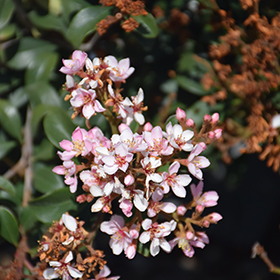Plant Photo 4