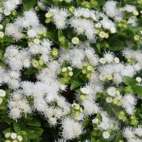 Plant Photo 7