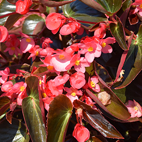Plant Photo 7