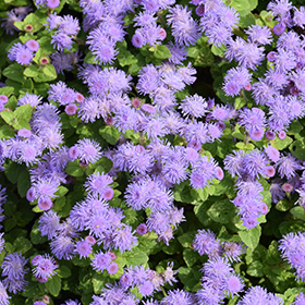 Plant Photo 3