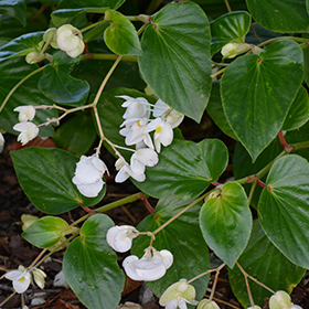 Plant Photo 4