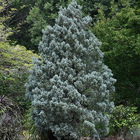Plant Photo 8