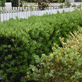 Plant Photo 3
