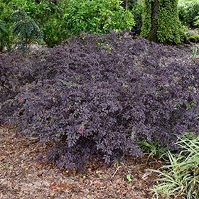 Plant Photo 3