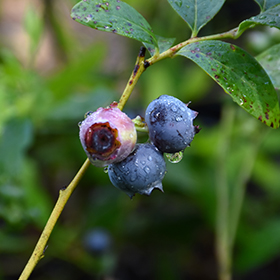 Plant Photo 2