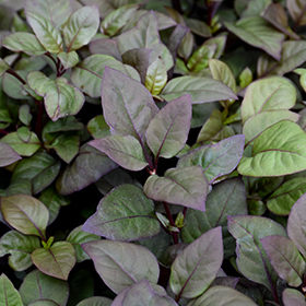 Plant Photo 10