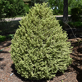 Plant Photo 3