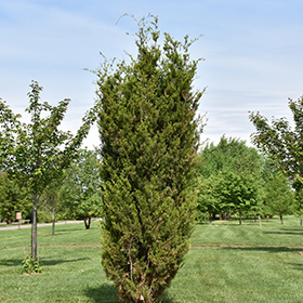 Plant Photo 4