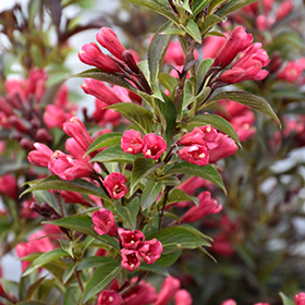 Plant Photo 5