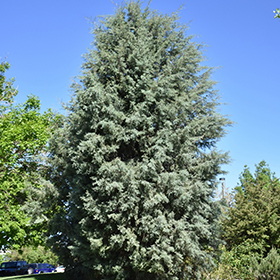 Plant Photo 7