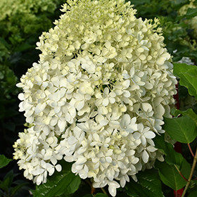 Plant Photo 3